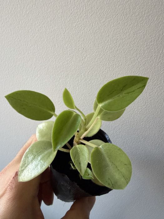 Peperomias  obtusifolia Variegata e pixie lime