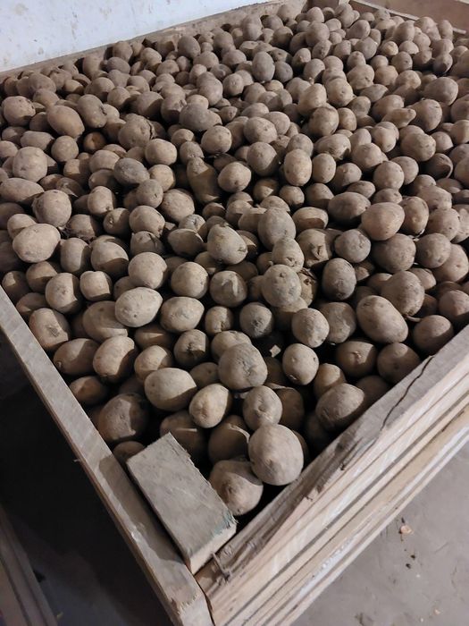 Sprzedam ziemniaki paszowe średnie