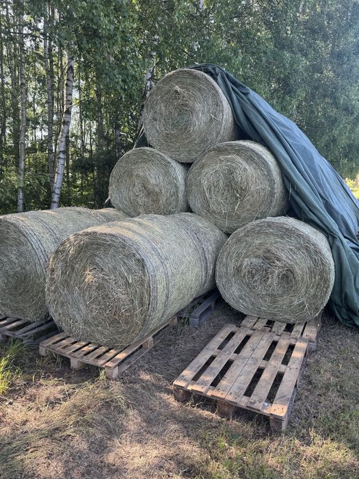 Siano w balach 125x125