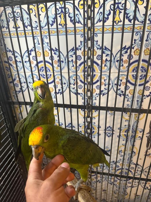 Papagaios Amazona Ochrocephalas