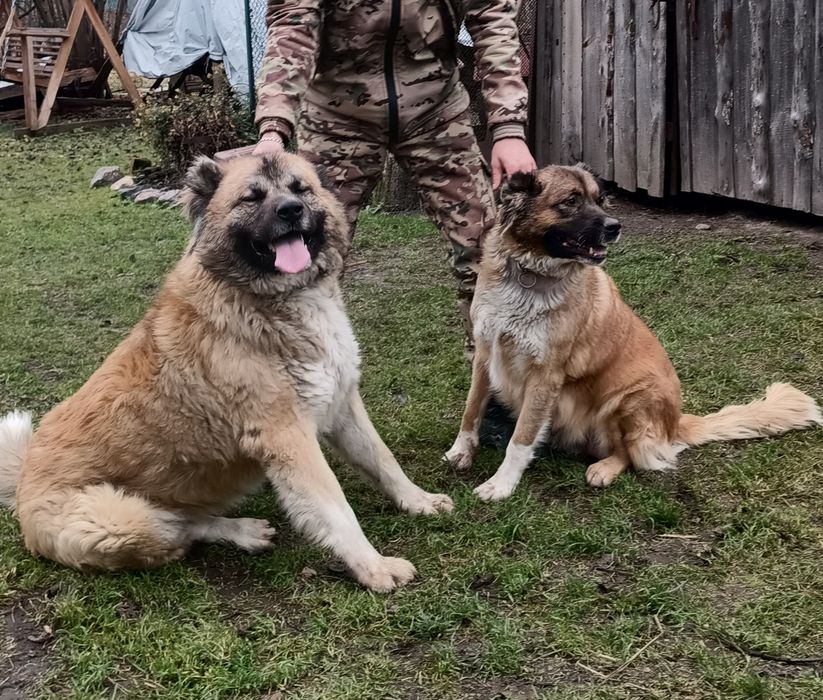 Кавказкая овчарка