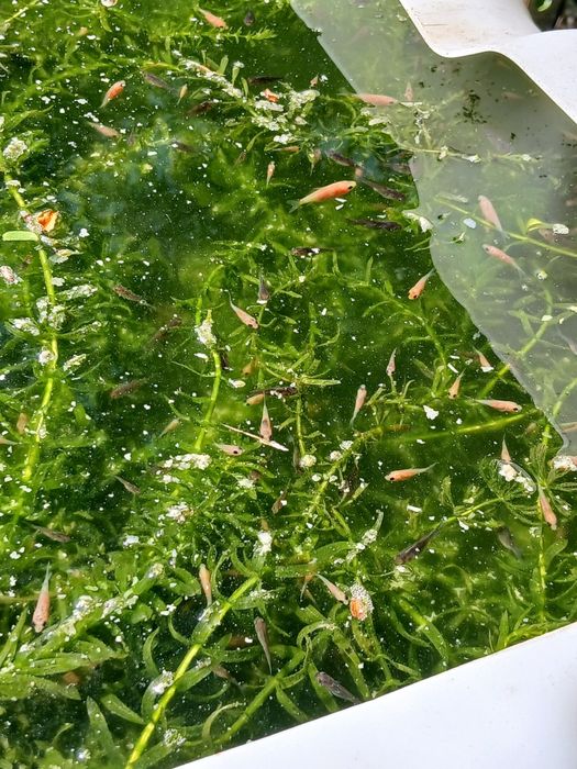 Peixes de aquário ou lago de água fria