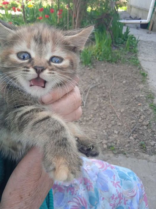 віддам кошенят 2 місяці безкоштовно.