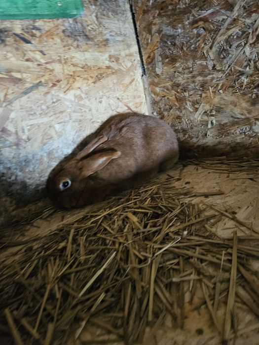 Królik nowozelandzki