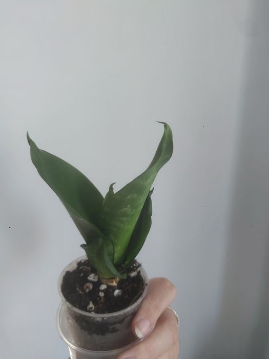 Sansewieria wężownica