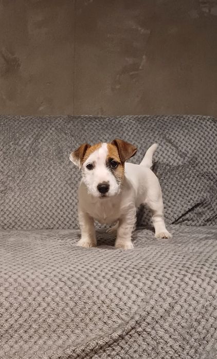 Jack russell terrier