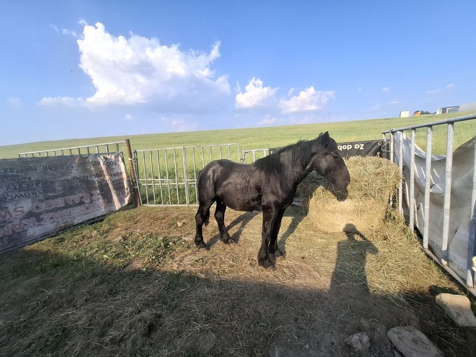 Karo-srokaty  1.5roku w dobre ręce  możliwość transportu