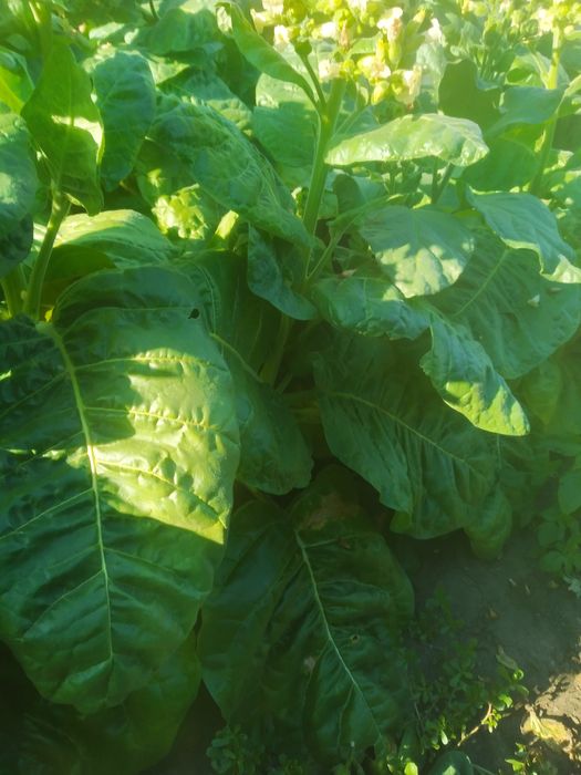 Махорка тютюн насіння