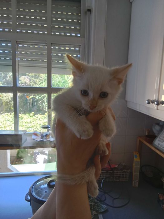 Gatinho para doação