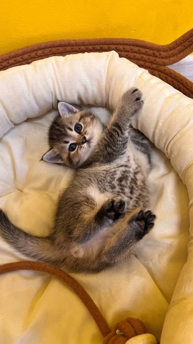 Кошенята британські  золота шиншила 2 міс