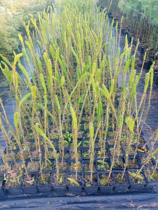 Świerk zwyczajny - podkładka do szczepienia