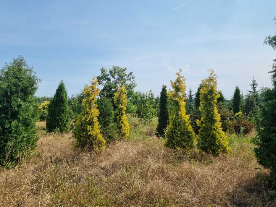 Tuja aureospicata 220cm-100zł 240cm-110zł !!Promocja!!