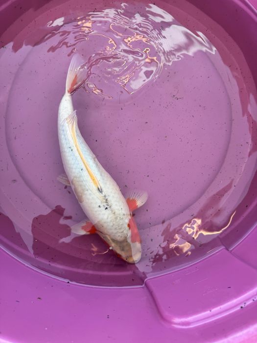 Carpa koi criaçao 2024 asagi