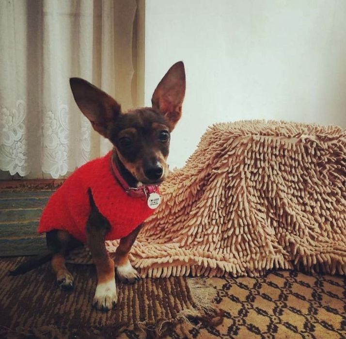 Вязаная одежда для собак, сфинксов, котов, свитера на собак