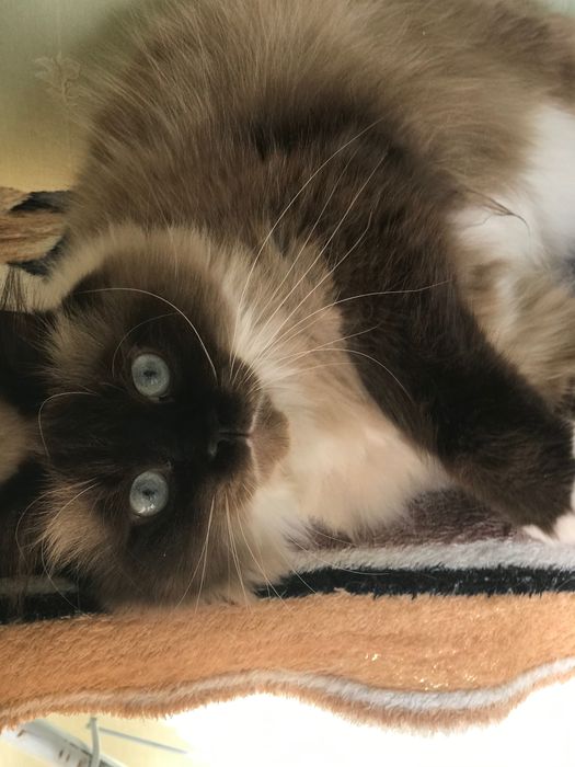 Котята породы Рэгдолл 1,5 мес