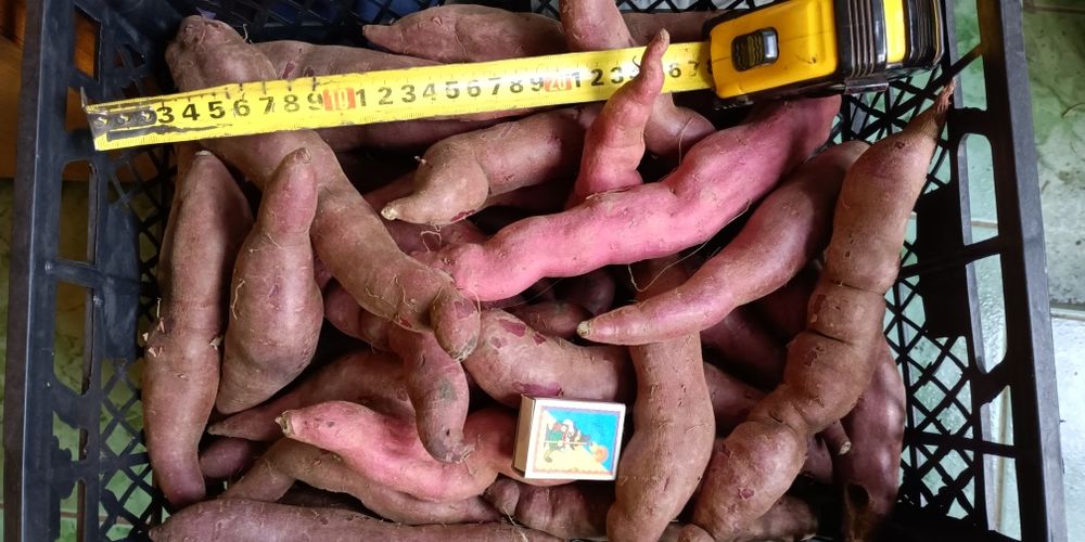 Дієтичний екологічний Батат