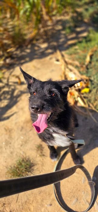 Radosny, energiczny Batman do adopcji!