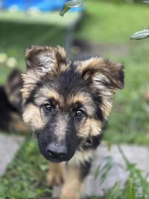 Продаж цуценят німецької вівчарки