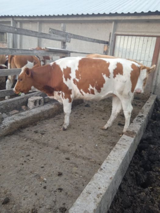 Тільні телиці телиця тільна