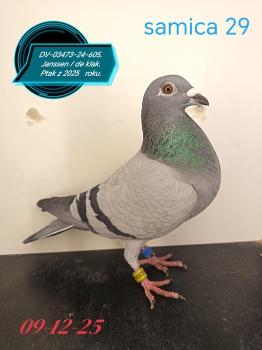 Golebie pocztowe w linii