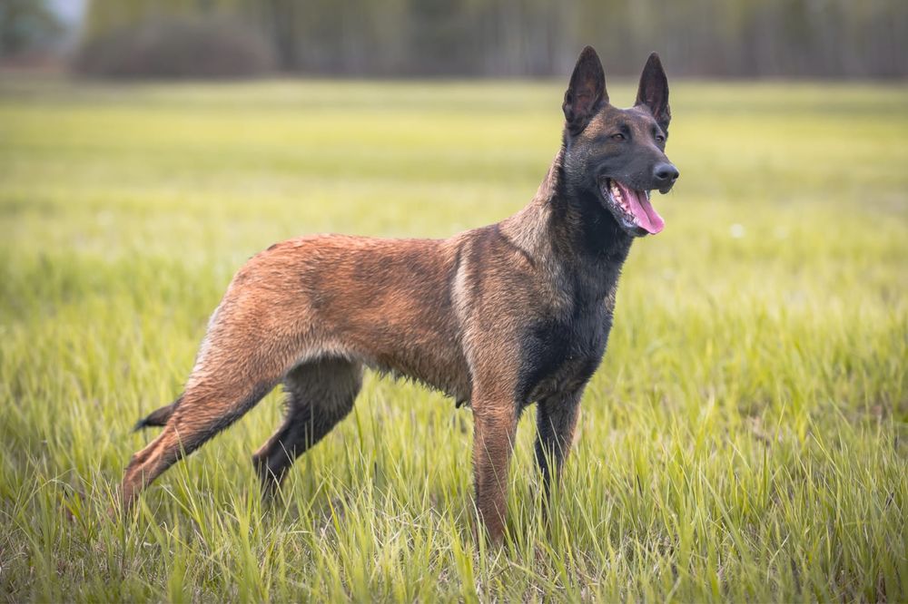 Owczarek Belgijski Malinois - piesek