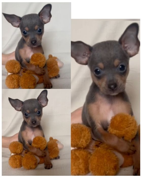 Той терьер,той тер'єр