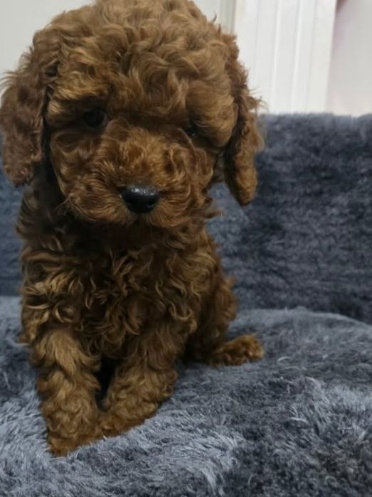 Красень той пудель