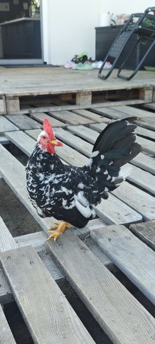 Koguty Chabo mały kogut