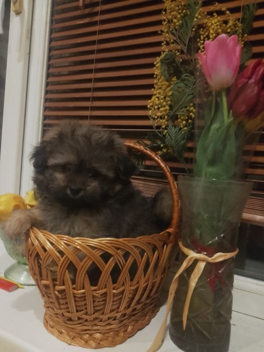 Шикарный щенок пекинеса