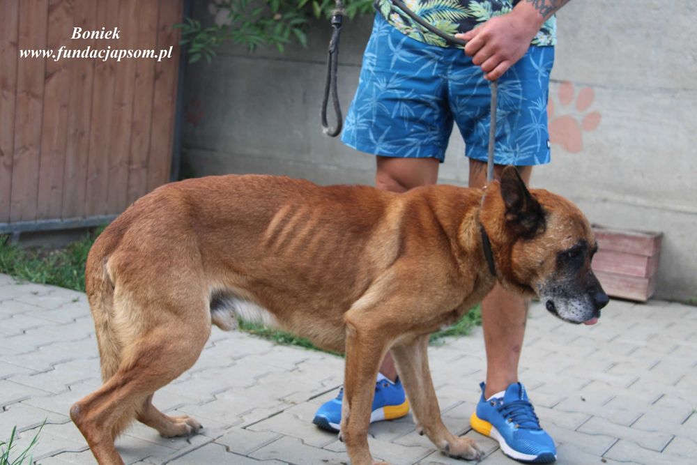 Boniek łagodny senior