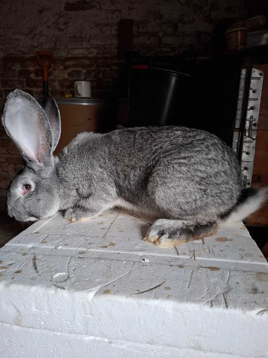 Króliki w typie belgijskim