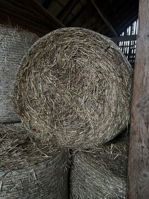 Siano w belach..
