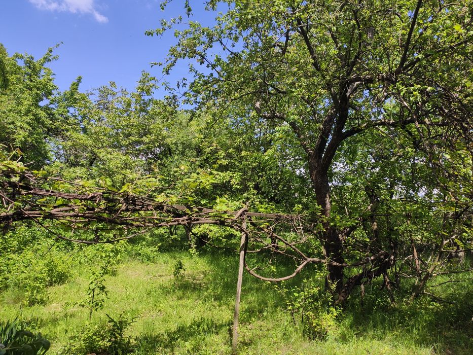 Будинок хата в с.Куражин, біля Дністра,велика земельна ділянка