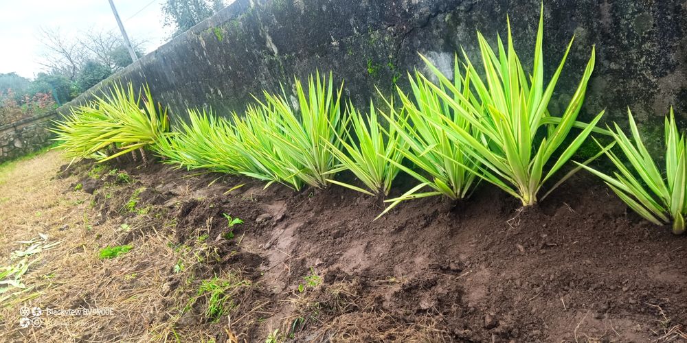 Planta yucca vários tamanhos