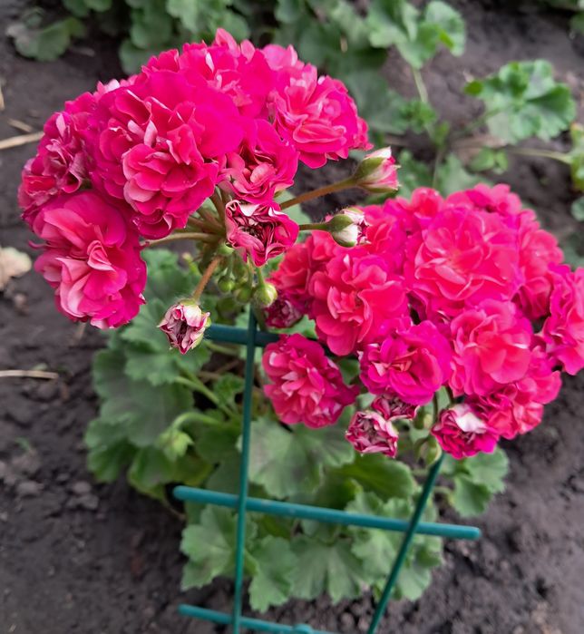 Пеларгонія ЮВ Візантія