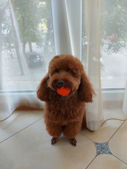 Вязка карликового пуделя