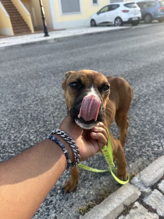 Adoção de cachorro