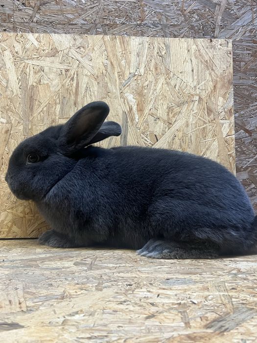 Samiec Wiedenski Niebieski