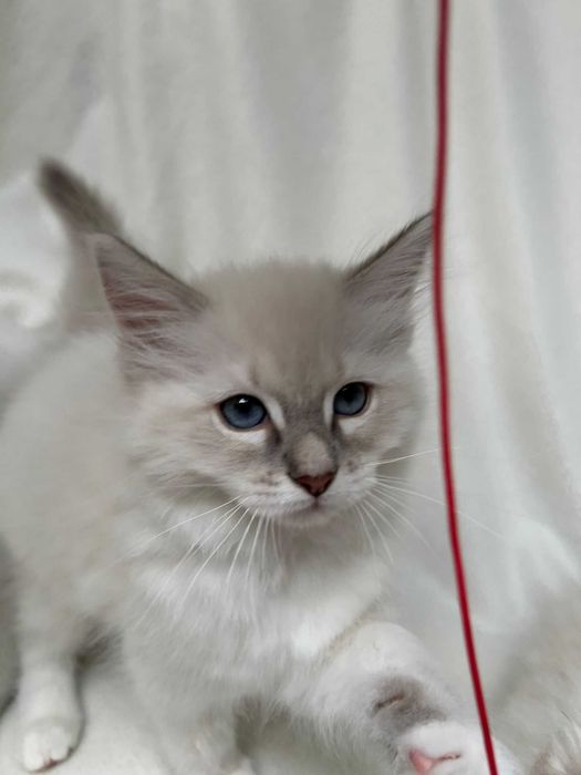 kocurek seal mitted lynx Ragdoll rodowód FPL