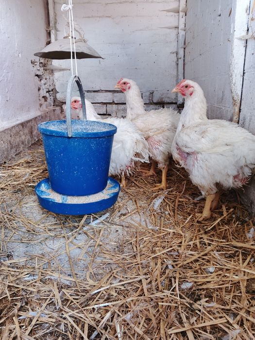 Продам курей бройлерів