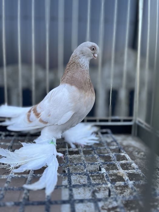 Blauwinder samiec z 2025 roku