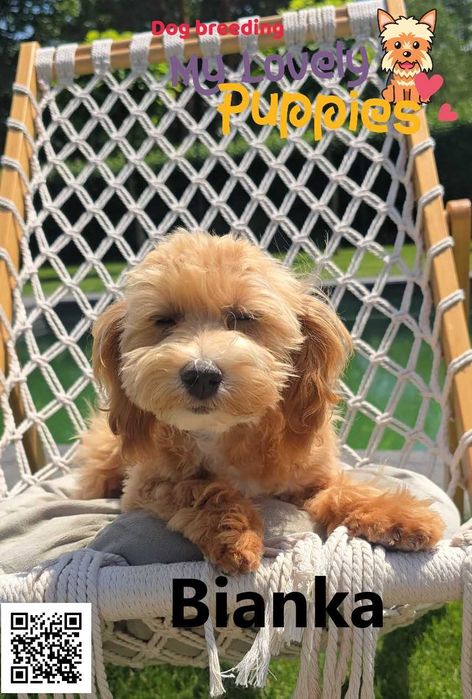 Maltipoo dziewczyna Bianka