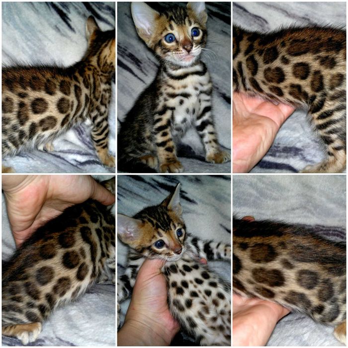 Яскраві бенгалятка під бронь. Всі розетка на золоті BENn24