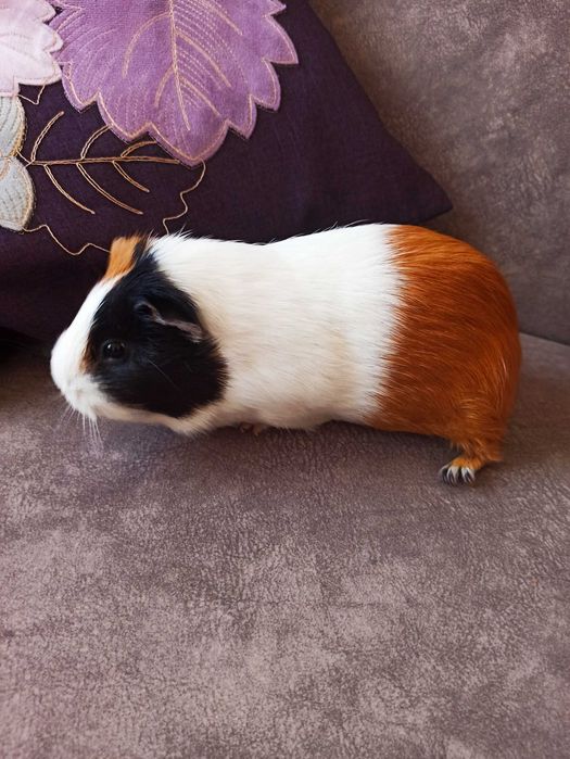 Oddam świnkę morską z klatką.