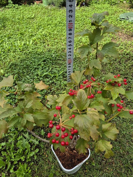 Kalina koralowa sadzonka
