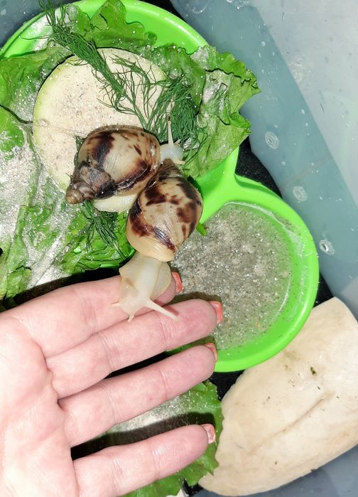 Равлики Ахатина Ретикулята малюки Ahatina Reticulated albino