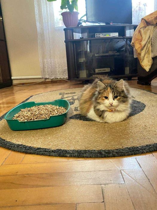 Наповнювач для лотка