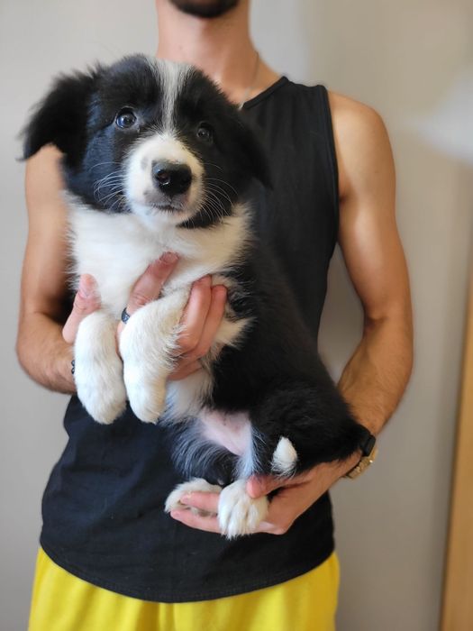 Border Collie piesek
