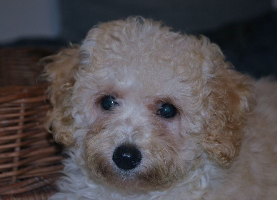 Maltipoo suczka IZZY