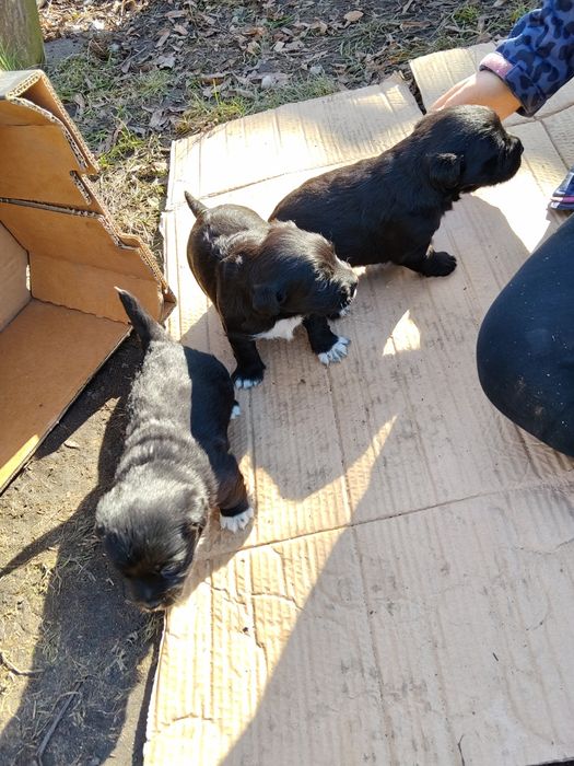 Szczeniaczki wszystkie zarezerwowane